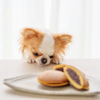 犬の寿命を縮める『絶対NG行為』5選　今すぐに改善すべき飼い主の習慣とは？