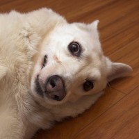 犬がやりがちな『マヌケな仕草』4つ　可愛いからといって放っておくと愛犬に悪影響を及ぼすことも