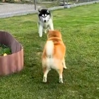 ハスキーが『老犬に突進した』結果→『ぶつかってしまう』と思いきや…シニアとは思えない光景が473万再生「闘牛士で草」「達人の技ｗｗ」