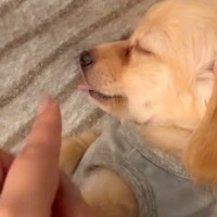 すやすやと眠る『赤ちゃん犬』→舌をしまい忘れていたので、少し触ってみた結果…愛おしすぎる反応が38万再生「癒された」「おててピーンｗ」
