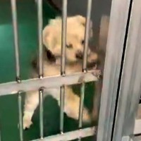 『助けて』と必死にもがく、捨てられた12歳の老犬→体もボロボロになっていて…2年後の『現在』が15万再生「幸せな顔」「表情が違いすぎる」