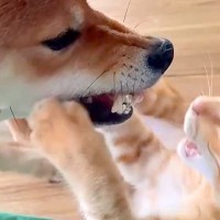 犬と猫が激しいケンカをしていたので『スローで撮影してみた』結果→思わず笑う『まさかの光景』が237万再生「優しい世界」「やばい、かわいい」