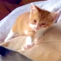 迷っていた子猫を保護して3日目→朝、寝ていた大型犬にちょっかいをかけて…親子のような『尊い光景』が76万再生「優しい世界」「素敵すぎる」