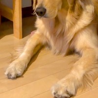 朝、部活で学校へ向かう長男→大型犬が『どうしても行ってほしくない』と訴え…行きたくなくなる『上目遣い作戦』に反響「魔性ｗ」「大好きなんだ」