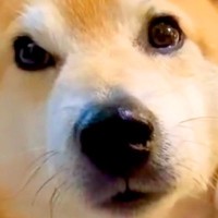 三毛猫が『13歳のおじいちゃん犬』を愛しすぎた結果→常に『大好き』とくっつき…あまりにも尊い光景が142万再生「素敵な家族」「泣けた」