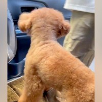 車から降りたら、犬が『置いていかれちゃう』と勘違い→子供のように大慌てして…抱きしめたくなる光景が223万再生「気持ちが伝わってくる」