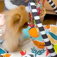 鈴の音が聞こえてきたので、ふと犬を見てみた結果→『人間の赤ちゃん用おもちゃ』で…可愛すぎる光景に反響「楽しそうｗ」「ボクサーみたい」