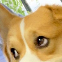 犬の誕生日だったので『一緒に自撮り』をしてみた結果→『可愛く撮れるかな』と思ったら…まさかの表情に4万いいね「傑作ｗ」「すごい顔で草」