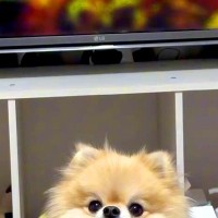 アニメの重要なシーンを見ていたら、大事なところで『犬』が…完全に笑わせにきている光景に爆笑「ピロピロｗｗ」「ポメ界のイジリー岡田で草」