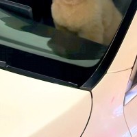1分間だけ『犬に車で待ってもらった』結果→戻ったら『助手席』にいて…思わず二度見する光景が65万再生「疲れ吹き飛んだｗ」「おじさんで草」