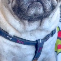 車の中で、犬に『病院』と声をかけた結果→意味を完全に理解して…今にも泣きだしそうな表情が214万再生「目うるうる」「可哀想だけど可愛い」