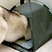 大型犬のために買った『テント』のサイズを間違えた結果→『絶対に入れない』と思ったら…まさかの光景に反響「可愛すぎるｗｗ」「ギチギチで草」