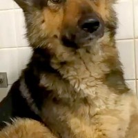 『3年間、野生で過ごしてきた犬』を飼った結果→最初は不安そうな表情をしていて…同じワンコとは思えない変化に感動「涙」「顔つきが全然違う」