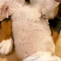 ふと、犬2匹の様子を見てみた結果→なぜか腕枕で『よちよち』していて…あまりにも愛おしい光景が13万再生「天使がいる」「尊すぎて涙が…」