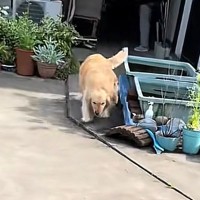 実家に帰省した男性→車のドアを開けた瞬間、大型犬が…あまりにも尊い『お出迎えの光景』が83万再生「もう存在が愛」「帰ってきて嬉しいんだ」