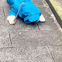 水たまりに入ることを禁じられた犬→歩道の真ん中で『絶望』して…思わず笑う『子どものような光景』に反響「うちの息子ｗ」「イヤイヤ期で草」