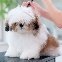 もさもさの子犬が『初めてのトリミング』に挑戦した結果→まるで別犬な『完成形』に反響「完璧に可愛い」「ぬいぐるみの中にいたら区別つかん」