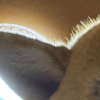 スマホを開いたまま『トイレに行った』結果→戻ってきて『画面』を見てみると…まさかの光景に反響「満面の笑みで最高すぎる」「ドアップで草」