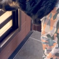 在宅勤務期間中『犬とずっと一緒にいた』結果→半年ぶりに出勤すると…切なすぎる表情と『再会の光景』に反響「すごく寂しそう」「癒された」