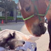 寝たきりの16歳の老犬が、お友だちの『お馬さん』に会いに行った結果…奇跡的な『まさかの光景』に称賛の声「本当すごい…」「友情に感動した」