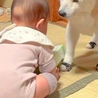 赤ちゃんがひっくり返ってしまい、号泣した結果→17歳のおばあちゃん犬が近づいて…あまりにも尊い光景が45万再生「感動」「幸せで溢れてる」