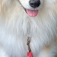 『X JAPANみたい』と言われた犬→髪型を見てみると…思わず納得してしまう『まさかの一枚』に反響「ワイルドすぎるｗｗ」「80年代で草」