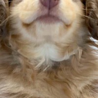 ハリーポッターの『ハーマイオニー』に似ていると言われた犬→思わず納得する光景に3万いいね集まる「想像以上に似てた」「入学時だ！可愛い」