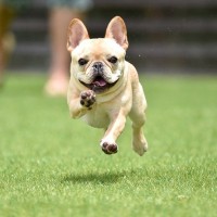『コロコロしていて可愛い』犬種5選　見た目以外の魅力やお世話のポイントまで