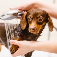 犬が苦痛に感じる『シャンプーの仕方』4選　ストレスの原因となる洗い方や改善策まで