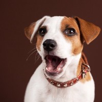 犬が口を『パクパク』動かすのはなぜ？何も食べていないのにどうしたの？病気の可能性まで