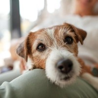 愛犬がシニア期を迎える前にすべき準備とは？介護に対する心構えや大切なことまで