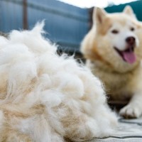 犬が『換毛期』を迎えたときに必ずすべき3つのケア　やってはいけないお手入れまで解説