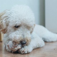 犬が『自分の手足を噛んでしまう』3つの理由　治療が必要な注意すべき症状まで