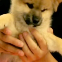 『5万円で売れ残っていた犬』を飼った結果→7歳になった現在は…あまりにも幸せな『成長の記録』が28万再生「愛が溢れてる」「素敵な家族」