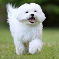 【獣医師監修】ペマルチーズの平均寿命は何歳？最高齢・人間年齢や長生きのポイントまで解説