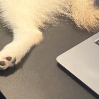 犬と一緒に会社へ出勤→ふと『デスクの上』を見てみると…もはや仕事にならない『まさかの態度』に1万いいね「けしからん」「モフモフしたい…」