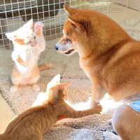 子猫と犬が『日が当たる場所』を奪い合った結果→ずっと見ていたい『小さな戦い』が27万再生「カオスで草」「兄弟げんかみたいｗｗ」
