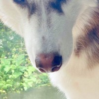 ハスキー犬が『パパに向ける目』と『ママに向ける目』を比較→あからさま過ぎる『態度の差』に4万いいね「戦闘力高そうで草」「こんな違うのｗｗ」