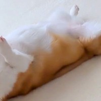 『仰向けで寝転がる犬』をなにげなく撮影→思いっきり『伸びをする光景』がとんでもなく可愛いと6万いいね「ピロピロしてるの好き」「たまらん」
