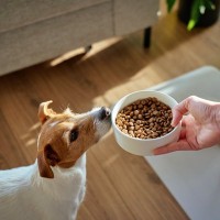 犬にとって危険な『ごはんの与え方』7選　絶対NGな飼い主の行動や適切な食べさせ方まで