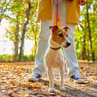 犬に『銀杏』は危険なの？拾い食いさせないための対策や誤食した場合の応急処置まで