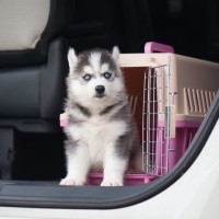 犬と一緒に『公共交通機関』を利用するときのNG行為7つ　電車やタクシーに乗る際の注意点とは？