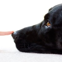 犬が飼い主に『鼻キス』してくる理由5選　どんな意味があるの？執拗にくっつけてくる場合の注意点まで