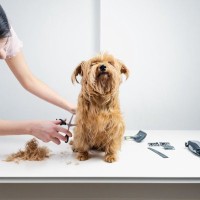 『トリミングサロン』で断られてしまう犬の特徴7選　トリマーに拒否される理由や知っておくべきことまで