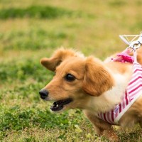 犬の『吠え癖』を解決する方法7選　異常に鳴いてしまう原因とは？知っておくべきしつけのコツまで