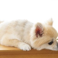 犬に『頼りにならない』と思われてしまう絶対NG行動6選　愛犬に信頼されるための改善策まで