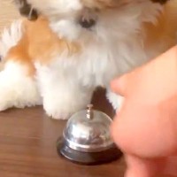 犬に『ベルを鳴らして』と指示してみた結果→なかなか上手く押せずにいたら…まさかの展開に「痺れ切らしてるｗ」「めっちゃ好き」と絶賛の声