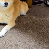 雨の日、犬の散歩に行くため『カッパ』を見せた瞬間→『絶望の表情』になり…この世の終わりのような光景が41万再生「遠い目で草」「爆笑した」