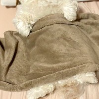 夫がくしゃみをした結果→寝ていた犬が『ビックリ』してしまい…人間すぎる『表情』に1万いいね集まる「可愛くてツボ」「トトロかと思ったｗ」