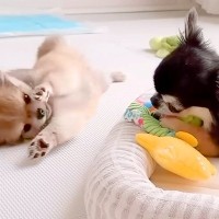 赤ちゃん犬が『先輩犬に怒られてしまった』結果→『しょんぼりするかな』と思ったら…まさかの展開が24万再生「笑ったｗ」「やんちゃ大爆発」